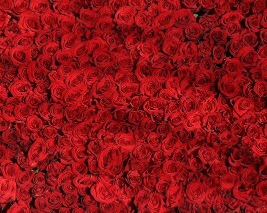 Do jakiej wody włożyć róże?