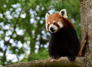 Co oznacza czerwona opaska na udzie? Co oznacza czerwona opaska na udzie?