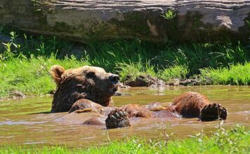 Czym odświeżyć wnętrze butów?