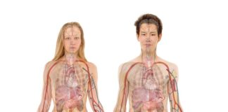 Ile się żyje bez jednej nerki?