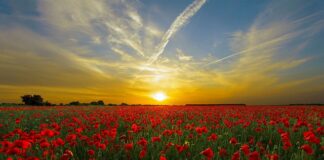 Jaką poszetka do czerwonego krawata?