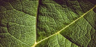 Kiedy włożyć liść laurowy do portfela?