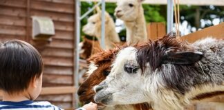 Czy alpaka pasuje do sukienki?