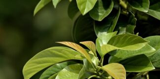 Jak dobrać wysokość krzesła do wzrostu?