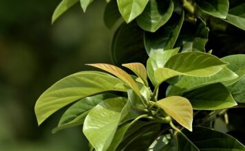 Jak dobrać wysokość krzesła do wzrostu?