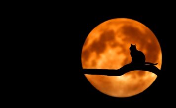 Czy was kota przynosi szczęście?