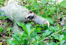 Ile może kosztować bukiet róż?