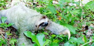 Ile może kosztować bukiet róż?