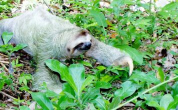 Ile może kosztować bukiet róż? Ile może kosztować bukiet róż?