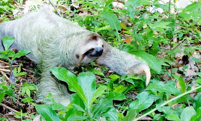 Ile może kosztować bukiet róż? Ile może kosztować bukiet róż?