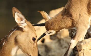 Czym Przemywać otarcia?