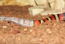 Co pod Rozpięta koszulę?