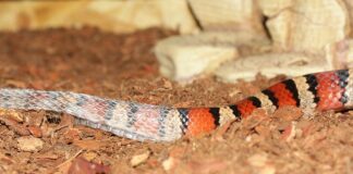 Co pod Rozpięta koszulę?