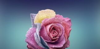 Czy każda róża nadaje się na dżem?