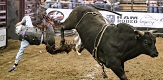 Jaka maść jest najlepsza na ostrogi?