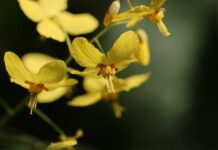 Jak nazywają się skarpetki za kolana?