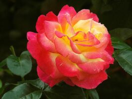 Jak podziękowanie koleżankom za współpracę?