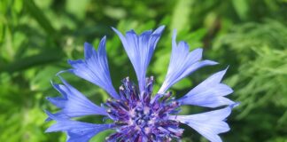 Kto przypina butonierki?