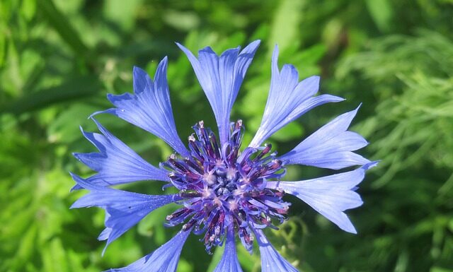 Kto przypina butonierki? Kto przypina butonierki?