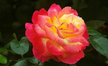 Jak zrobić podziękowanie?