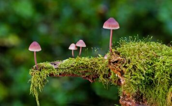 Jakie są rodzaje odzieży?