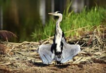 Jak suszyć płatki kwiatów? Jak suszyć płatki kwiatów?