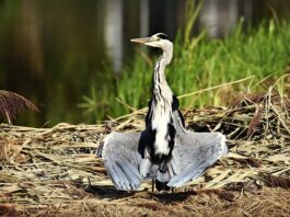 Jak suszyć płatki kwiatów?