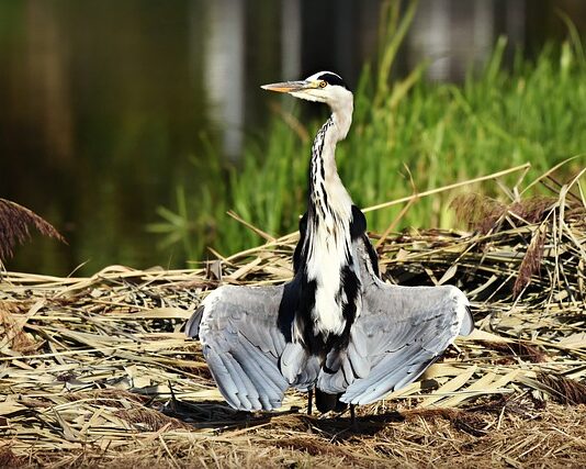 Jak suszyć płatki kwiatów?