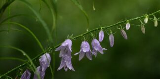 Co można zrobić z płatków tulipanów?