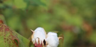 Jak rozpoznać dobra bawełnę?