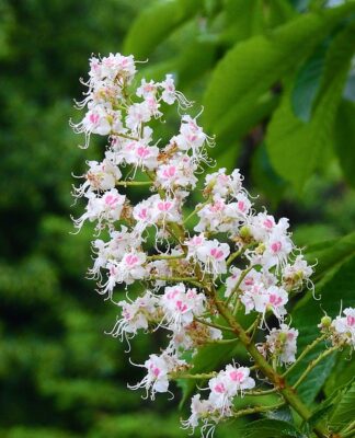 Czy można iść na maturę w czarnej koszuli?