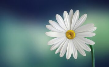 Jak suszyć płatki róż na herbatę?