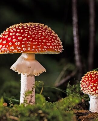 Jak pozbyć się grzyba z butów?