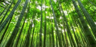 Czy bambusowe skarpetki są dobre?